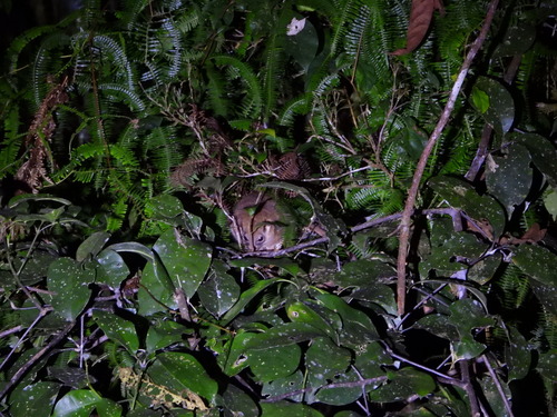 Pseudochirulus schlegeli