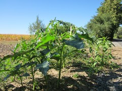 Datura stramonium