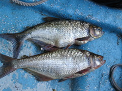 Brycon guatemalensis