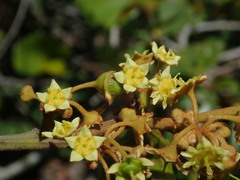 Colubrina arborescens