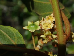 Colubrina arborescens