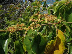 Colubrina arborescens