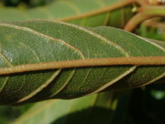 Colubrina arborescens