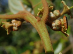 Colubrina arborescens