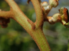 Colubrina arborescens