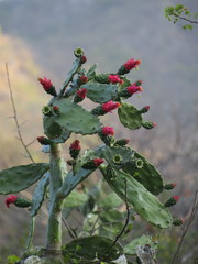 Opuntia dejecta