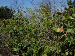 Colubrina arborescens