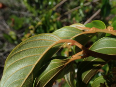 Colubrina arborescens
