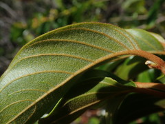 Colubrina arborescens