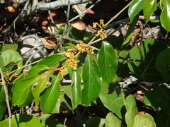 Colubrina arborescens