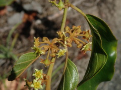 Colubrina arborescens