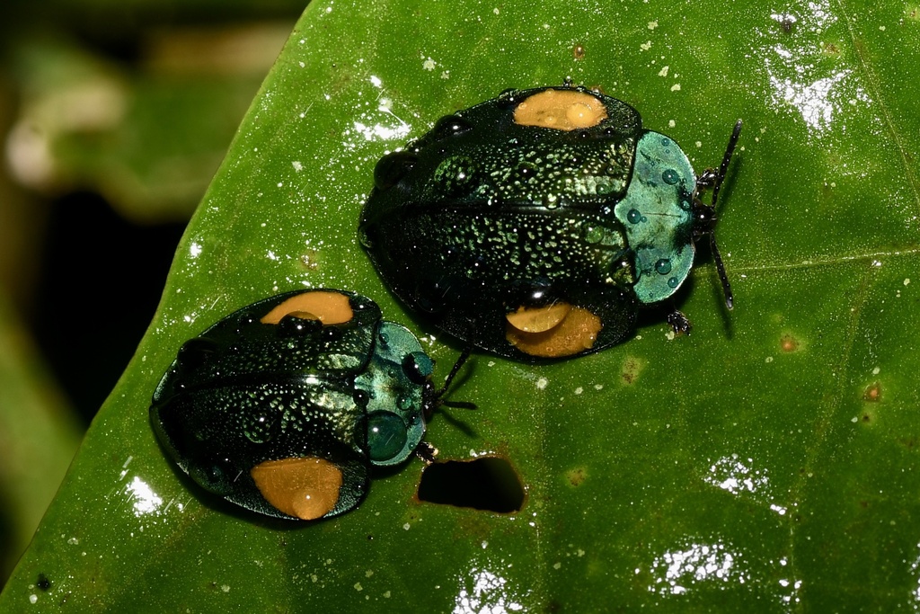 Stolas bioculata