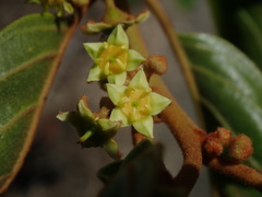 Colubrina arborescens