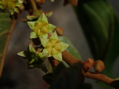 Colubrina arborescens