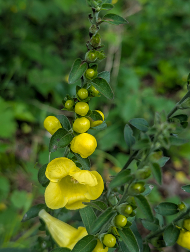 downy yellow false foxglove (Aureolaria virginica)