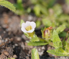 Gratiola peruviana