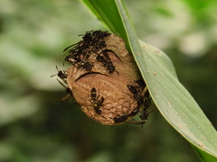 Polybia occidentalis
