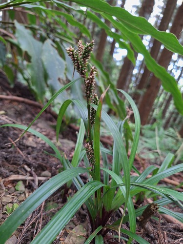 Carex alliiformis iNat (3)