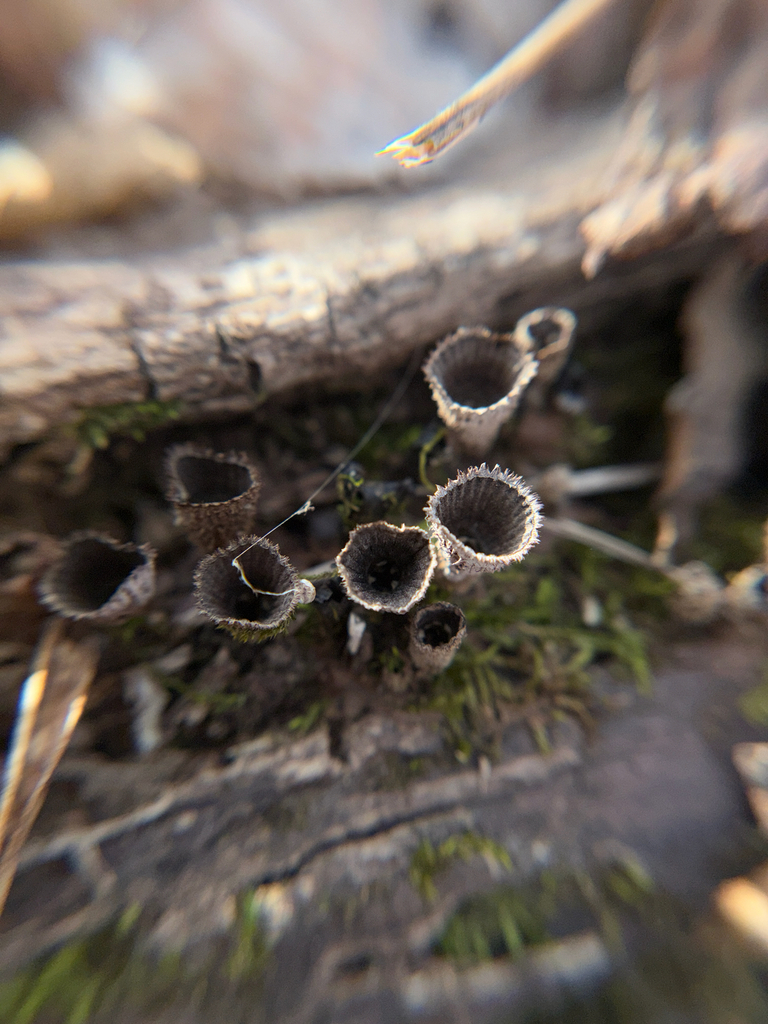 Cyathus striatus · February 2026 · photo: © kefreecomo (iNaturalist, cc-by)
