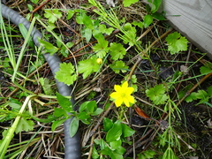Anemonastrum richardsonii