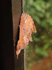 Hemiceras sparsipennis