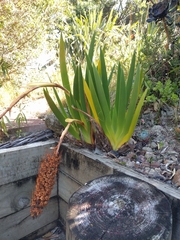 Xeronema callistemon