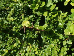 Oplonia spinosa