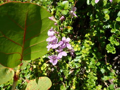 Oplonia spinosa