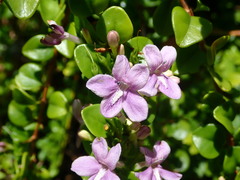 Oplonia spinosa