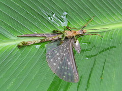 Paraprisopus