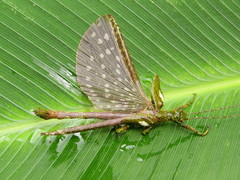 Paraprisopus