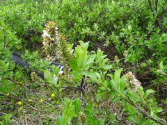 Salix richardsonii