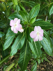 Impatiens sodenii
