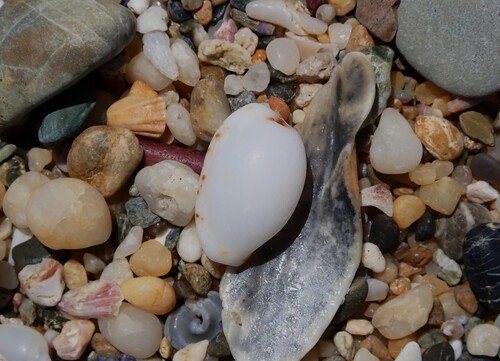 Cypraea hammondae observed 2026-02-05