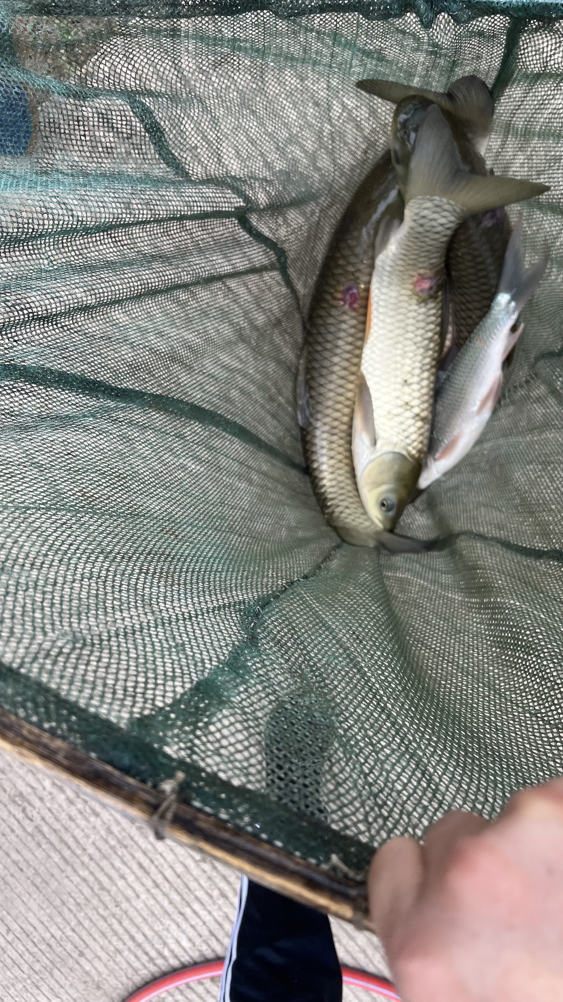 Grass carp (Ctenopharyngodon idella (Valenciennes, 1844))