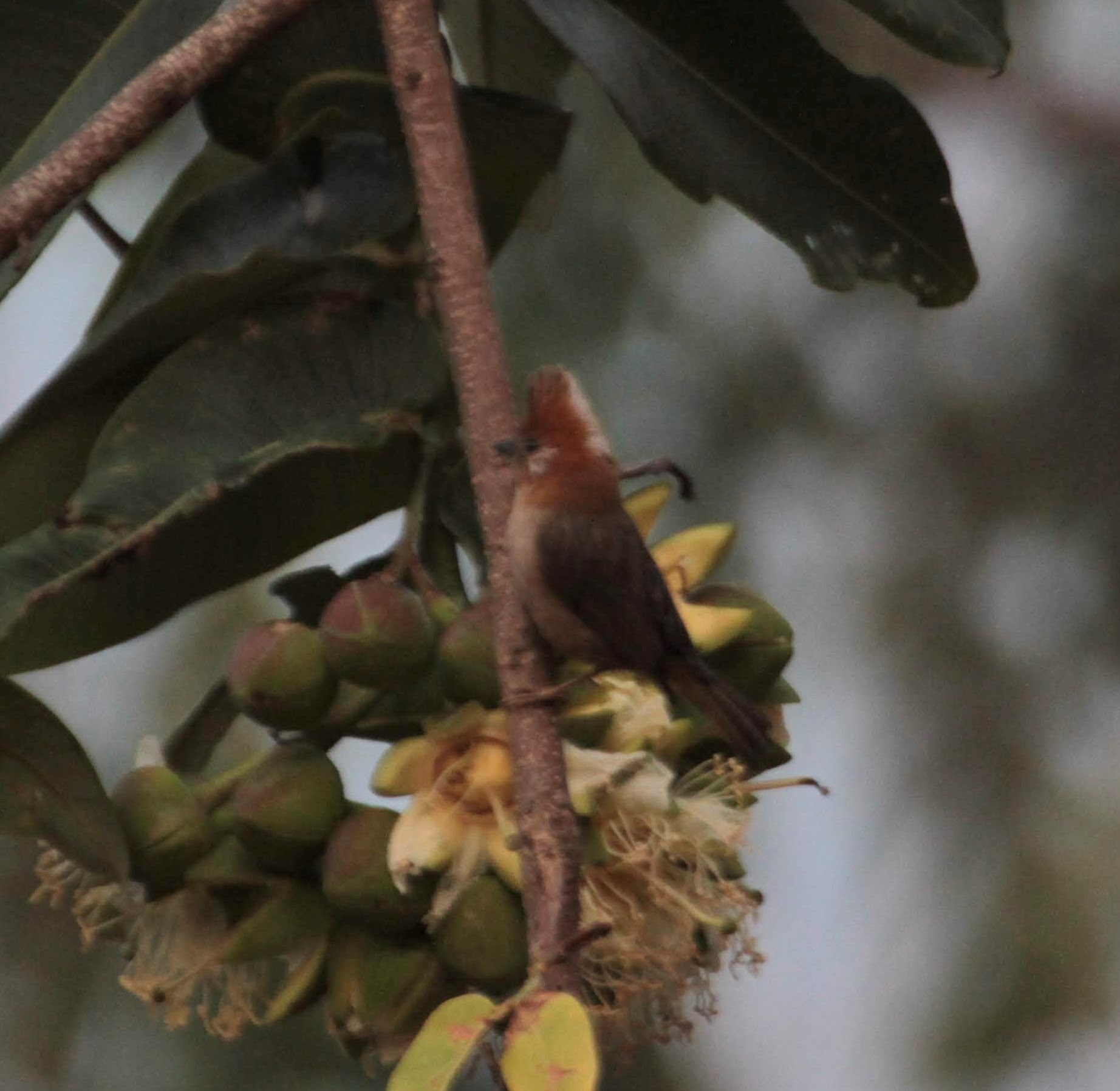 White-naped Yuhina (Yuhina bakeri), photo 4
