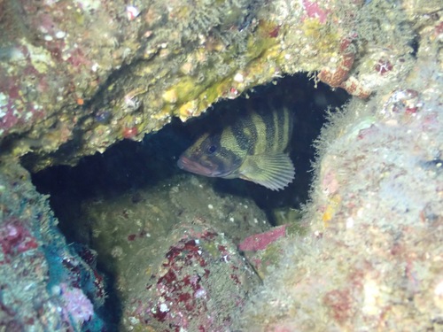 Rockfish (Sebastes serriceps) — Sebastidae — 5