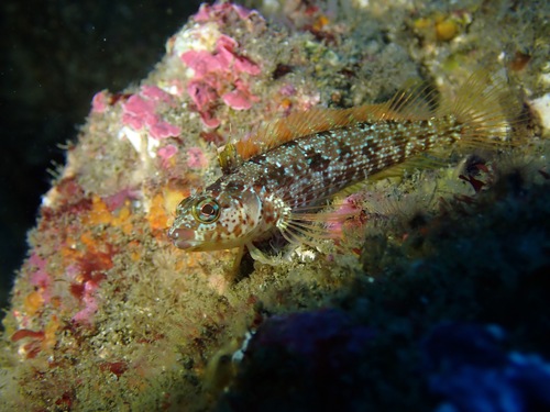 Island kelpfish (Alloclinus holderi) — Labrisomidae