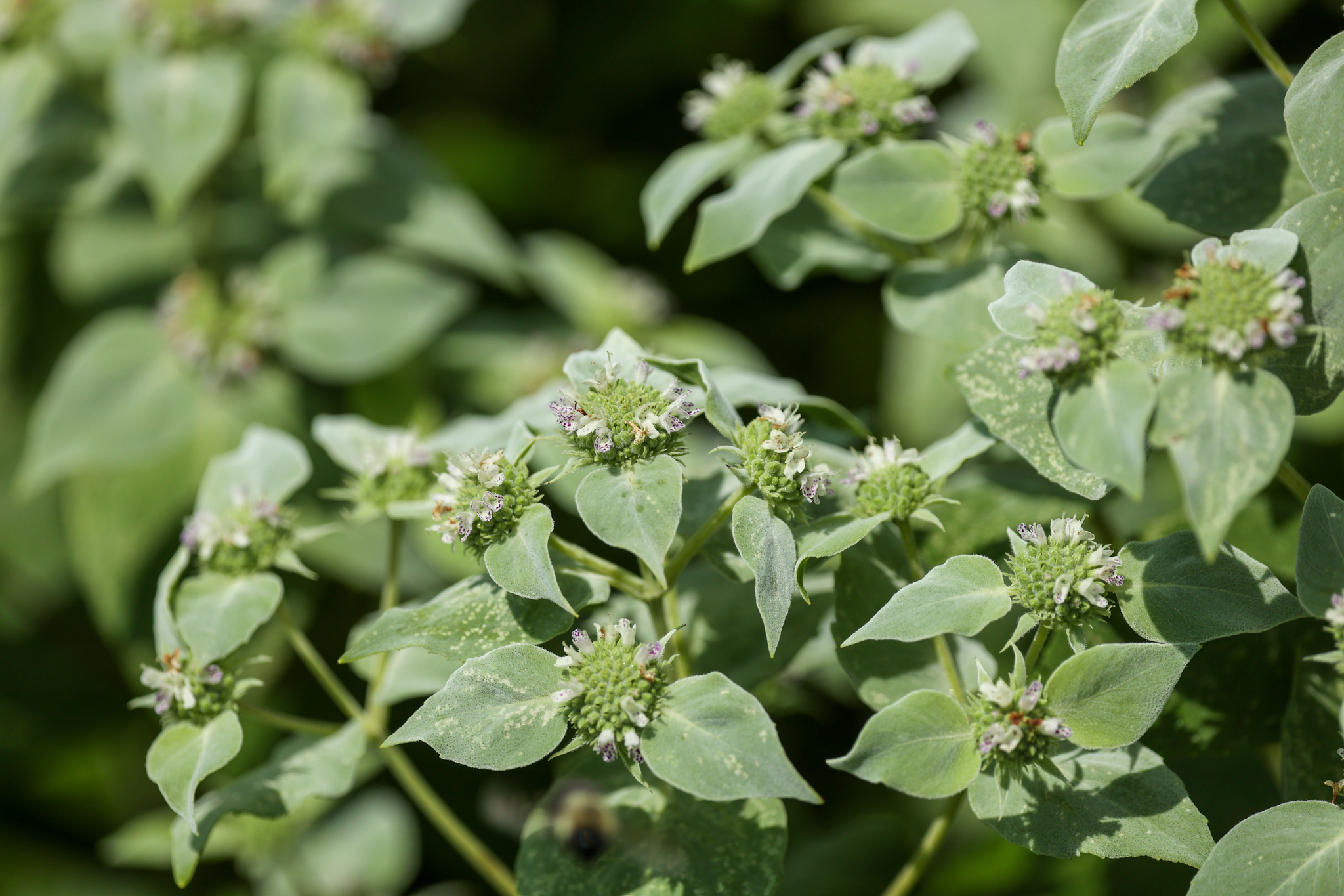 Clustered Mountainmint (Pycnanthemum muticum)