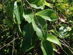 Stigmaphyllon emarginatum