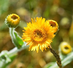 Pentanema oculus-christi
