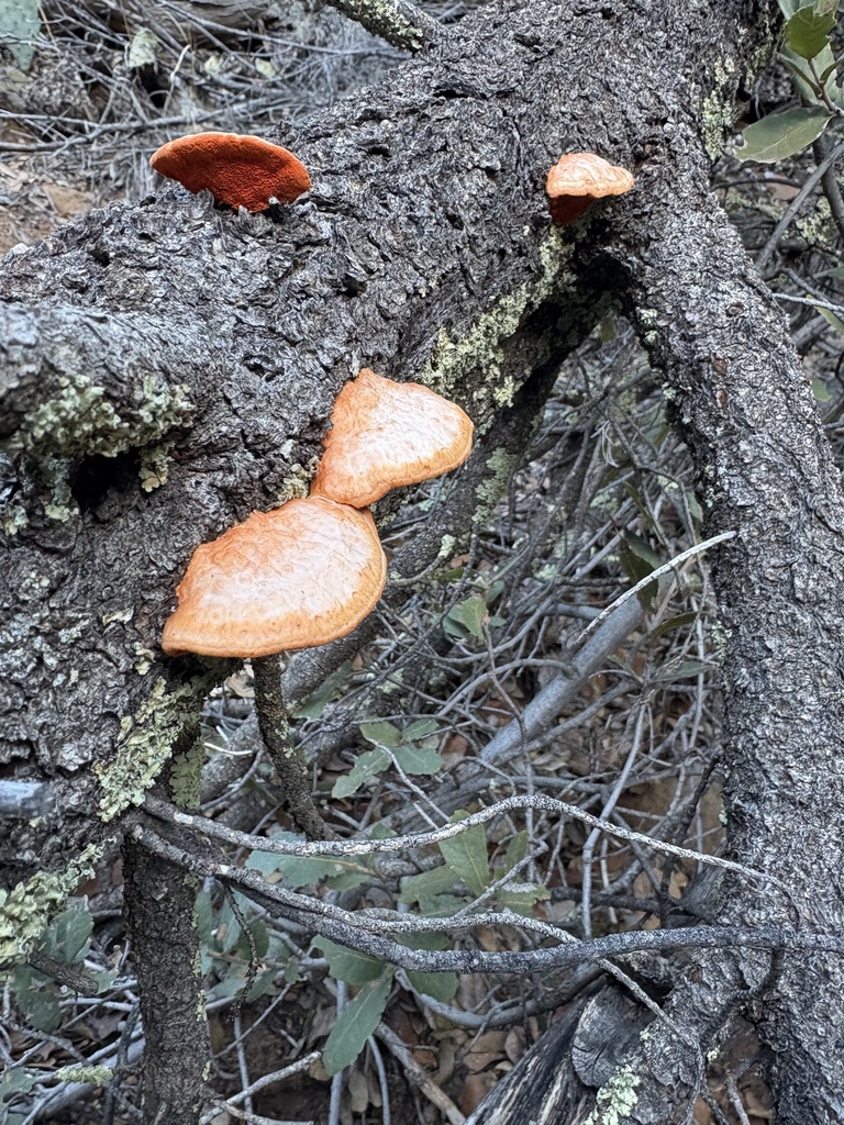 Trametes cinnabarina · February 2026 · photo: © wildaz (iNaturalist, cc0)