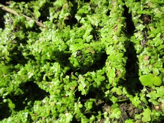 Lemna minor