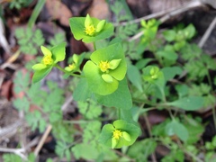 Euphorbia roemeriana