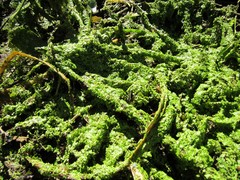 Lemna minor