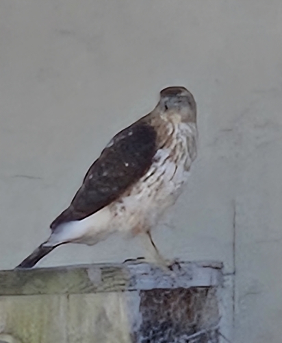 Cooper's Hawk