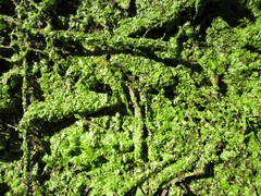 Lemna minor