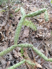 Opuntia pubescens, photograph (c) MarvalPhotography19, some rights reserved (CC BY)