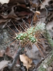 Opuntia pubescens, photograph (c) MarvalPhotography19, some rights reserved (CC BY)