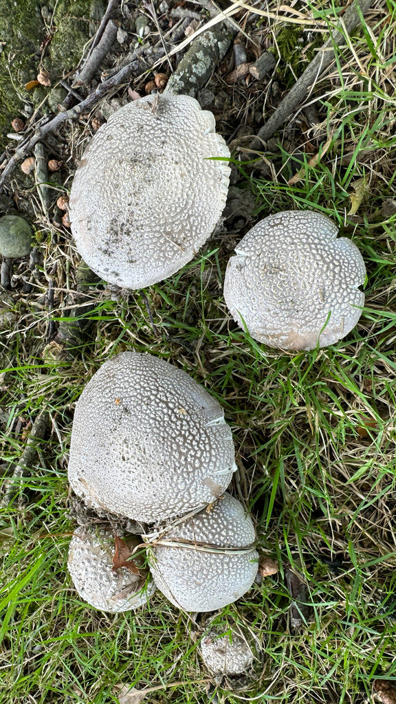 Amanita excelsa spissa · February 2026 · photo: © frankashwood (iNaturalist, cc-by)